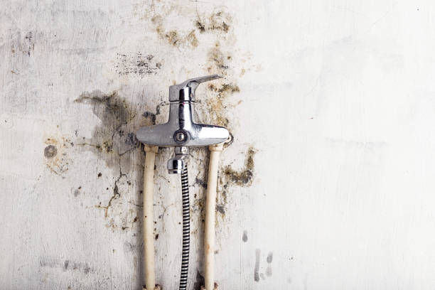 Trusted Kinston, NC Mold Removal Experts