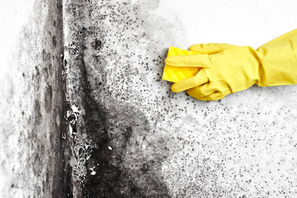 Best Affordable Mold Removal  in Kinston, NC