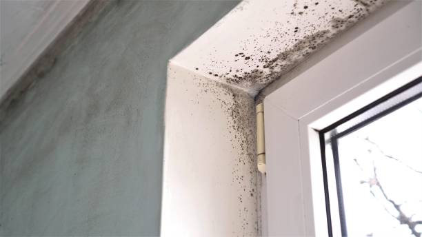 Best Attic Mold Removal  in Kinston, NC