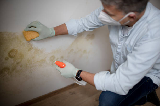 Best Local Mold Removal Service  in Kinston, NC