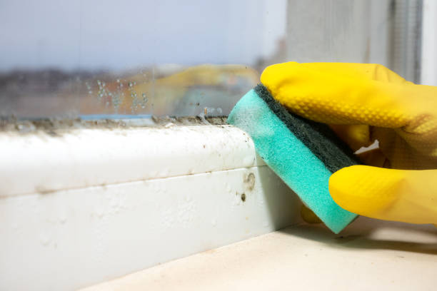 Best Attic Mold Removal  in Kinston, NC
