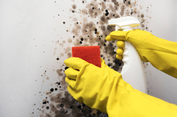 Best Same-Day Mold Removal  in Kinston, NC