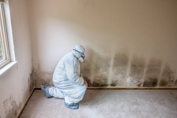 Best Home Mold Removal  in Kinston, NC