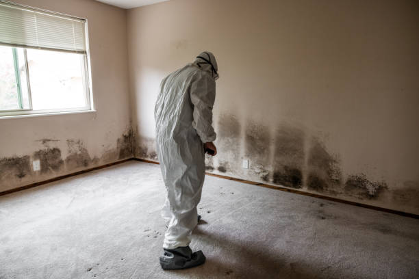 Best Black Mold Removal  in Kinston, NC