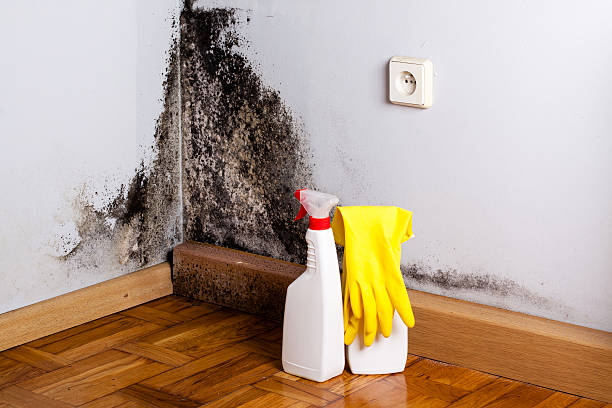 Best Mold Remediation  in Kinston, NC