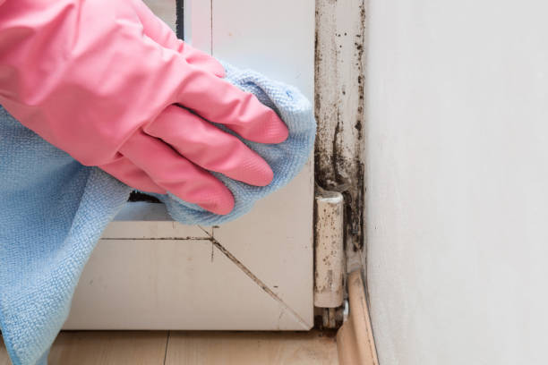 Best Crawl Space Mold Removal  in Kinston, NC