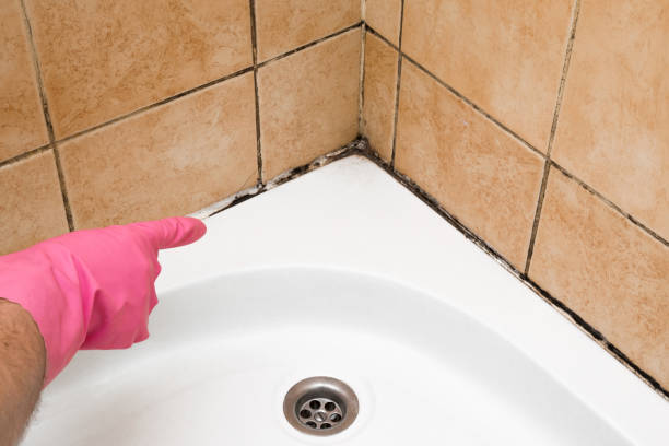 Mold Removal Process in Kinston, NC